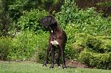 DOGUE ALLEMAND 829